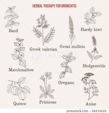 Herbal therapy for bronchitis 88434826