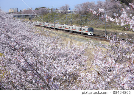 A row of cherry blossom trees blooming around Shiroi Station on the Hokuso Line 88434865