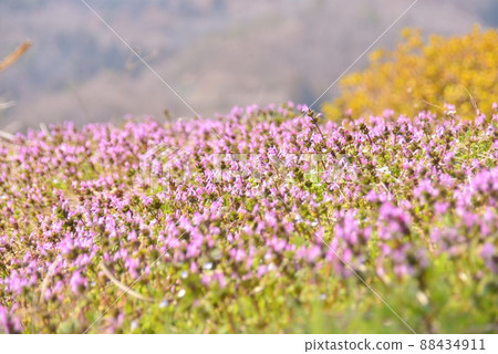 充滿田野的紅紫色花朵 充滿田野的紅紫色花朵 88434911