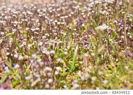 填滿春天田野的野花 填滿春天田野的野花 88434912
