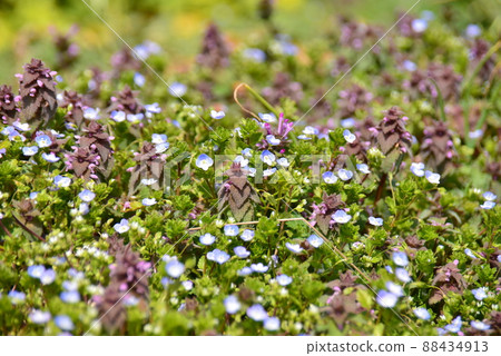 紅色deadnettle 和波斯speedwell 領域 88434913