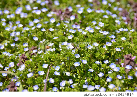 鈷藍領域 鈷藍領域 88434914