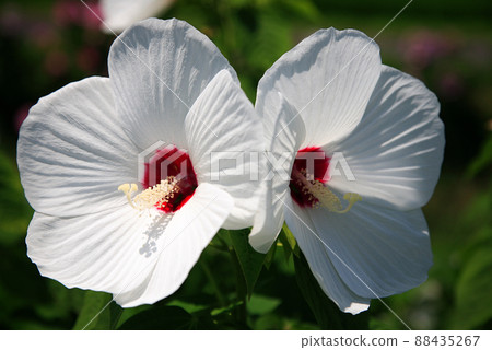 白色兩輪葵 白色兩輪葵 88435267