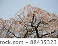 Cherry tree  88435323