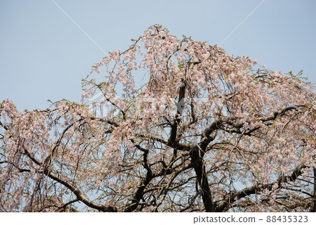 Cherry tree Cherry tree 88435323