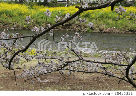 Cherry blossoms in full bloom and rape blossoms Cherry blossoms in full bloom and rape blossoms 88435331