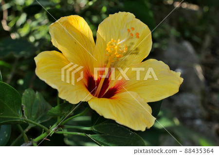 屋久島黃芙蓉的可愛的花 88435364