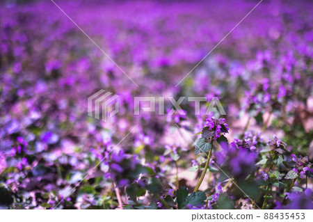 Spring Purple dead nettle flower blooms herbal plant background Spring Purple dead nettle flower blooms herbal plant background 88435453