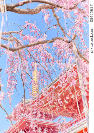 Spring cherry blossoms at Sensoji Temple Spring cherry blossoms at Sensoji Temple 88435637