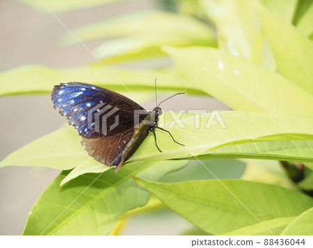 Tsumura Maki Madara 88436044