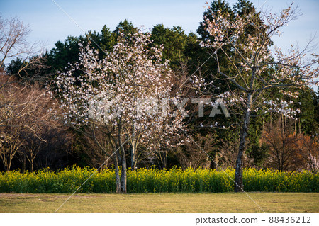 西原村草地上盛開的油菜花景觀 88436212