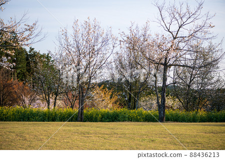 A landscape of rape blossoms in full bloom in the meadows of Nishihara Village 88436213