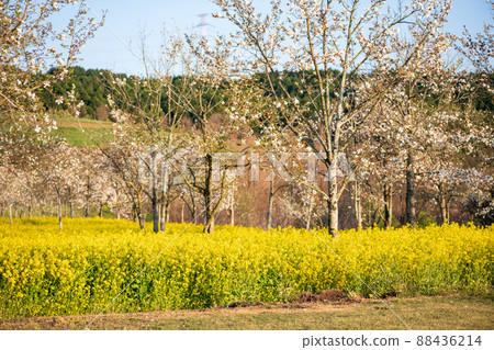 西原村草地上盛開的油菜花景觀 88436214