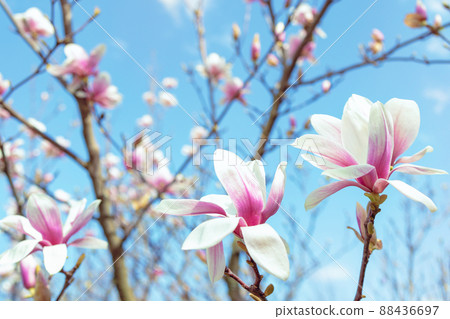 blooming Magnolia tree branch flowers with blue sky background blooming Magnolia tree branch flowers with blue sky background 88436697