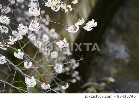 Kanda River and cherry blossoms 88436740
