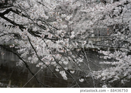 Kanda River and cherry blossoms in full bloom 88436750