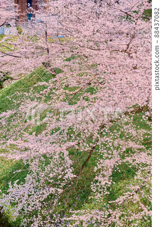 Chidorigafuchi Spring Cherry Blossoms Chidorigafuchi Spring Cherry Blossoms 88437082