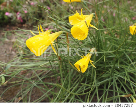 Narukissusu Narukissusu 88437297