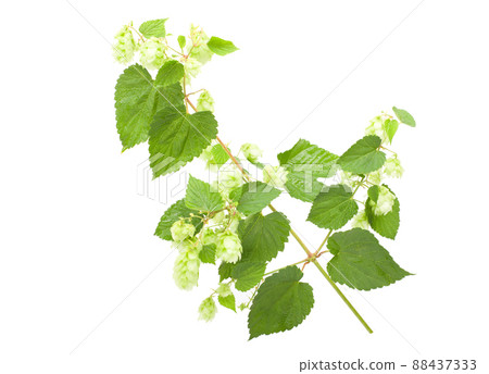 Green hops isolated on the white background. The flower with the leaf hops, isolatet. Green hops isolated on the white background. The flower with the leaf hops, isolatet. 88437333