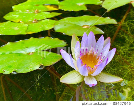 Beautiful pale purple water lily flowers on the surface of the water 88437946