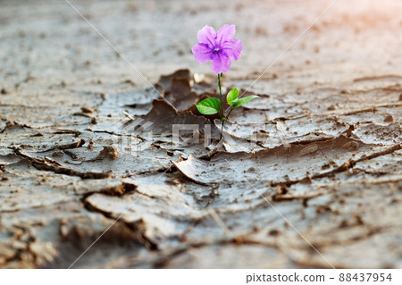 Purple flower growing on crack street, new life, hope concept. Purple flower growing on crack street, new life, hope concept. 88437954
