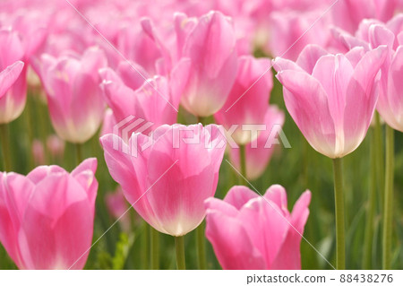 [Hanago OKADA] Tulips 88438276