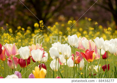 [Hanago OKADA] Tulips 88438277
