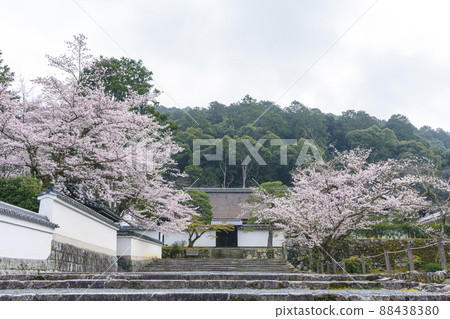 Cherry blossoms in full bloom at the specialized dojo (Nanzenji Temple) Kyoto Cherry blossoms in full bloom at the specialized dojo (Nanzenji Temple) Kyoto 88438380