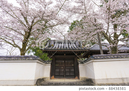 京都專門道場（南禪寺）盛開的櫻花 88438381
