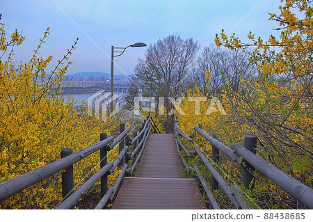 英峰山小道上的連翹風景 英峰山小道上的連翹風景 88438685