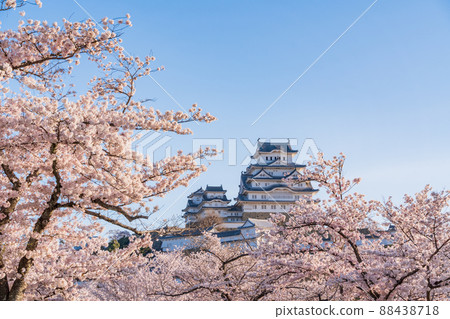 (Hyogo Prefecture) World heritage site, Himeji Castle, cherry blossoms in full bloom 88438718