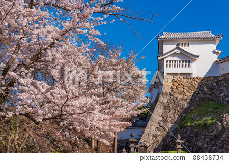 (Hyogo Prefecture) World heritage site, Himeji Castle, cherry blossoms in full bloom (Hyogo Prefecture) World heritage site, Himeji Castle, cherry blossoms in full bloom 88438734