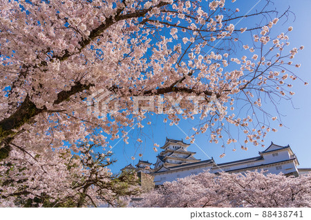 (兵庫縣)世界遺產、姬路城、盛開的櫻花 (兵庫縣)世界遺產、姬路城、盛開的櫻花 88438741