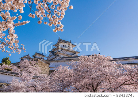 (兵庫縣)世界遺產、姬路城、盛開的櫻花 (兵庫縣)世界遺產、姬路城、盛開的櫻花 88438743