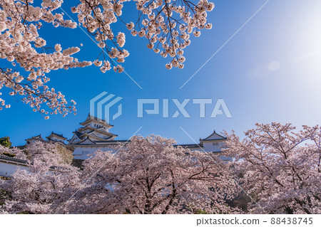 (兵庫縣)世界遺產、姬路城、盛開的櫻花 (兵庫縣)世界遺產、姬路城、盛開的櫻花 88438745