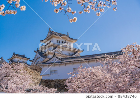 (兵庫縣)世界遺產、姬路城、盛開的櫻花 (兵庫縣)世界遺產、姬路城、盛開的櫻花 88438746
