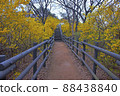 Scenery of Eungbongsan trail in full bloom for forsythia 88438840