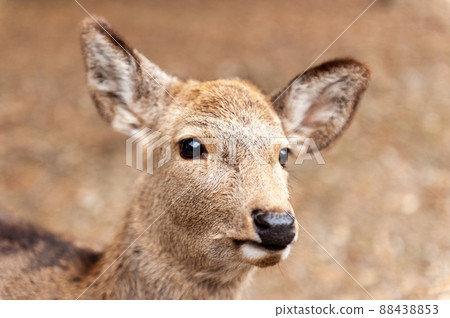The Japanese City of Nara The Japanese City of Nara 88438853