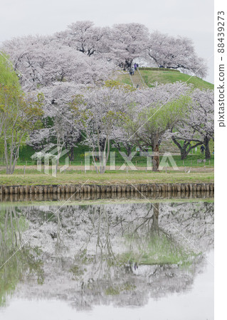 多雲的天空和盛開的櫻花 Maruhakayama Kofun Sakitama Kofun Park 多雲的天空和盛開的櫻花 Maruhakayama Kofun Sakitama Kofun Park 88439273
