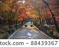 Maple road scenery of Kyunghee University Seoul campus 88439367