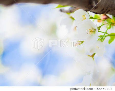 櫻花圖像 櫻花圖像 88439708