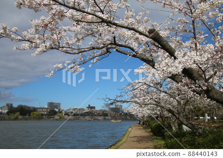 Mito Kairakuen / Senba Lake (Ibaraki Prefecture / Mito City) 88440143