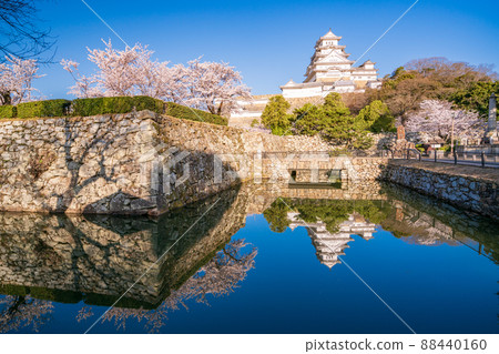 （兵庫縣）世界遺產姬路城護城河櫻花 88440160