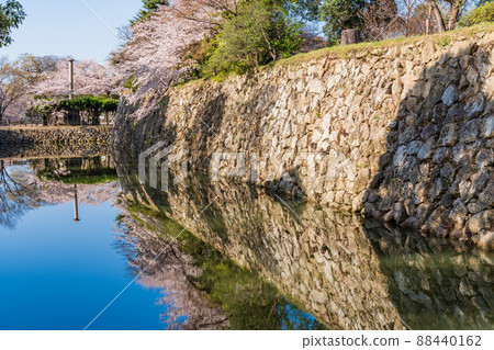 （兵庫縣）世界遺產姬路城護城河櫻花 88440162
