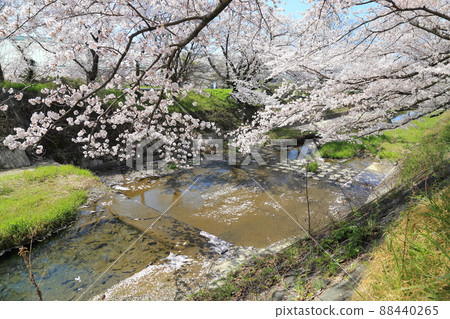 玉川堤櫻花[京都府井出町] 88440265