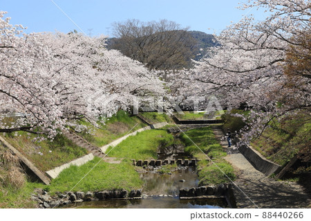 玉川堤櫻花[京都府井出町] 88440266