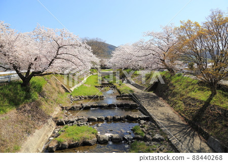 Tamagawa Tsutsumi Cherry Blossoms [Ide Town, Kyoto Prefecture] 88440268