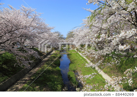 Tamagawa Tsutsumi Cherry Blossoms [Ide Town, Kyoto Prefecture] 88440269
