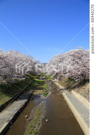 玉川堤櫻花[京都府井出町] 88440270