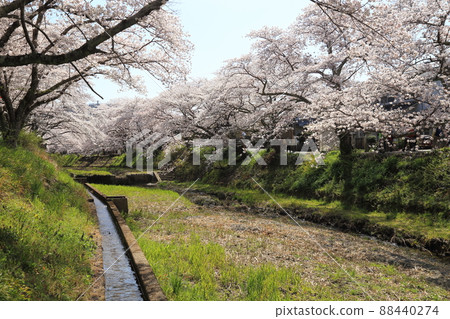 Tamagawa Tsutsumi Cherry Blossoms [Ide Town, Kyoto Prefecture] 88440274